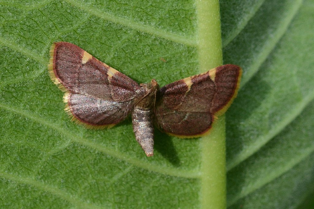 014 2015-06252928 Broad Meadow Brook, MA.JPG - Clover Hayworm Moth (Hypsopygia costalis). Broad Meadow Brook Wildlife Sanctuary, MA, 6-25-2015